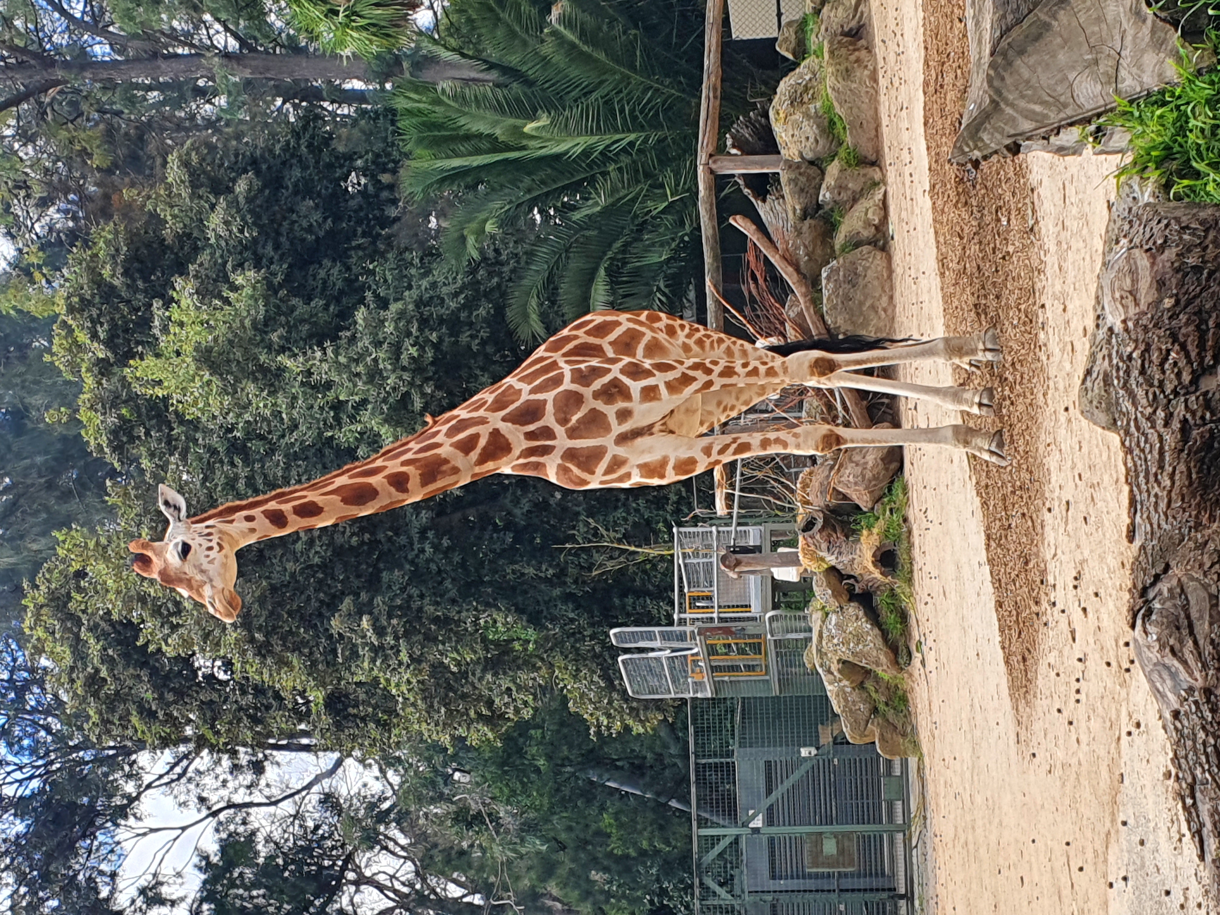Giraffe