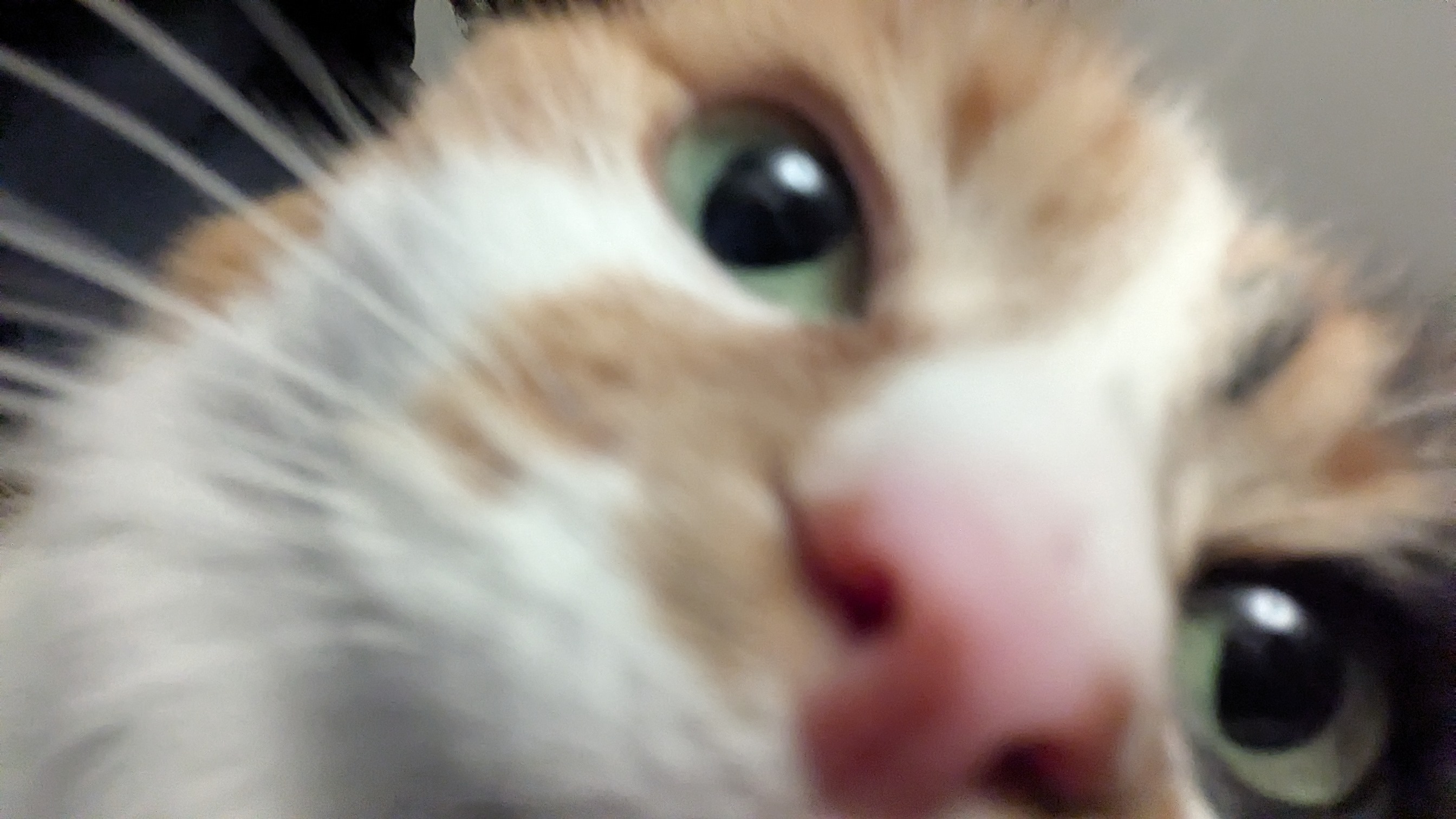 iz