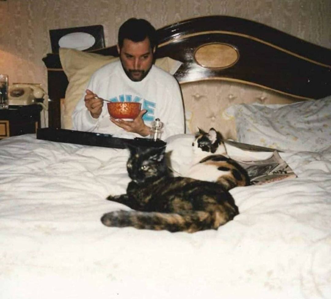 meow